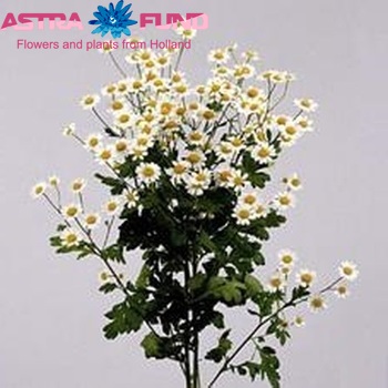Tanacetum parthenium 'Snow Queen' fotografija