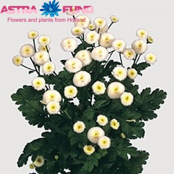 Tanacetum parthenium 'Snowball' фото