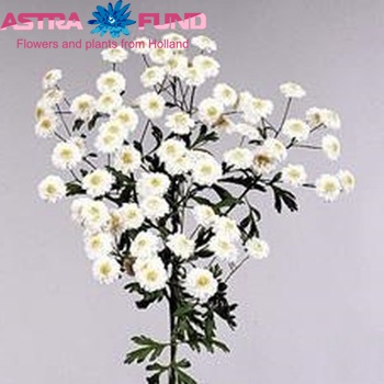 Tanacetum parthenium 'Tetra Vegmo' фото