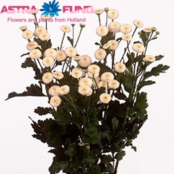Tanacetum parthenium 'Victory Double White' фото