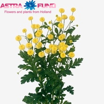 Tanacetum parthenium 'Victory Yellow' фото