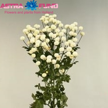 Tanacetum parthenium 'White Vegmo' фото