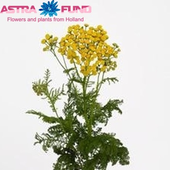 Tanacetum vulgare 'Ferno' фото