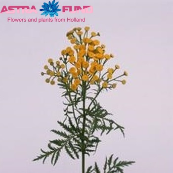 Tanacetum vulgare 'Gold Star' φωτογραφία