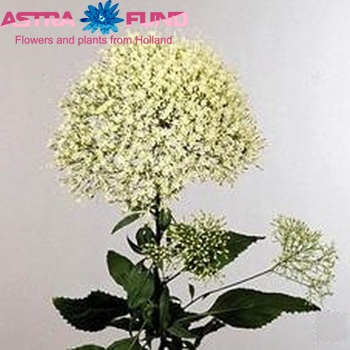 Trachelium caeruleum 'Album' photo