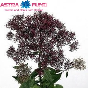Trachelium caeruleum 'Andante' photo