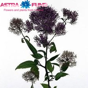 Trachelium caeruleum 'Black Night' photo