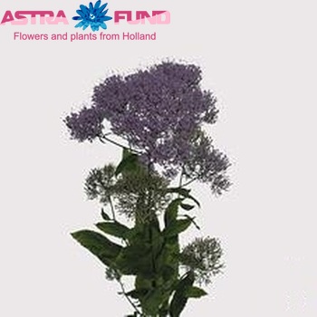 Trachelium caeruleum Blue Lake Michigan photo