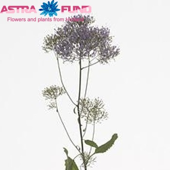 Trachelium caeruleum Blue Shine photo