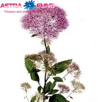 Trachelium caeruleum 'Blue Wonder' photo
