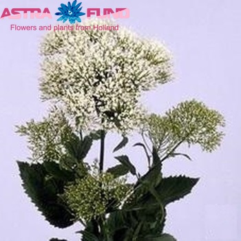 Trachelium caeruleum 'Helios' fotografie