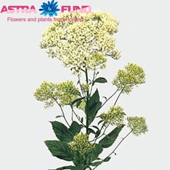 Trachelium caeruleum 'Lake Powell' Foto