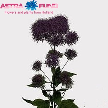 Trachelium caeruleum 'Lake Superior' Foto