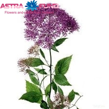 Trachelium caeruleum 'Lake Tahoe' Foto