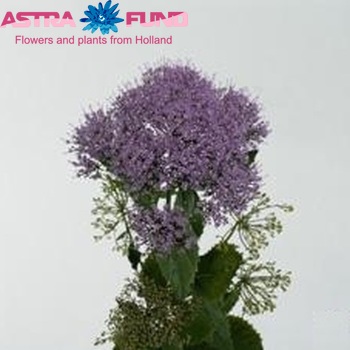 Trachelium caeruleum 'Pallas' Foto