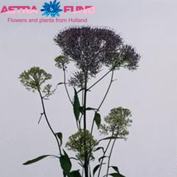 Trachelium caeruleum 'Pandora Purple' Foto
