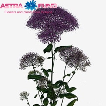 Trachelium caeruleum Purple Lake Michigan Foto