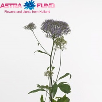 Trachelium caeruleum Supreme Blue Foto