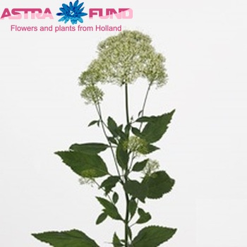 Trachelium caeruleum Supreme White photo