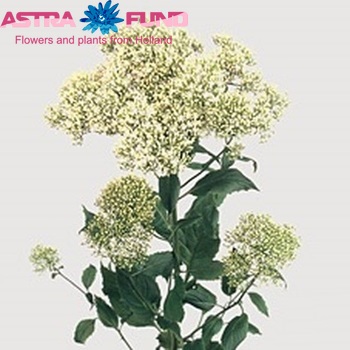 Trachelium caeruleum White Lake Michigan photo