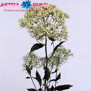 Trachelium caeruleum 'White Parasol' photo