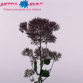 Trachelium caeruleum Wine Lake Michigan photo
