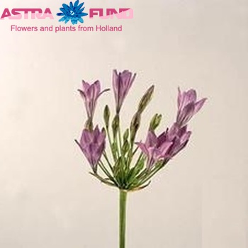 Triteleia '4U' photo