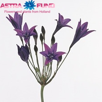 Triteleia 'Allure' photo