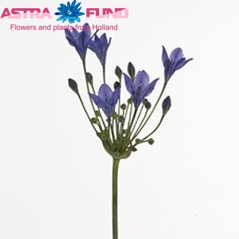 Triteleia 'Blues' photo