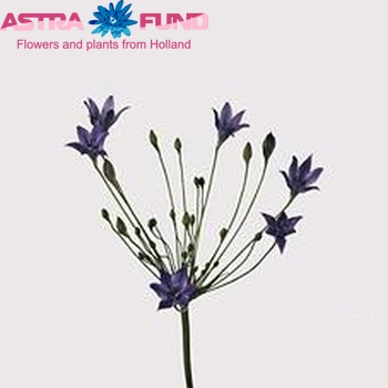 Triteleia 'Corrina' photo