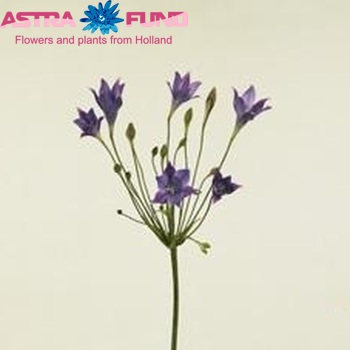 Triteleia 'Koningin Fabiola' photo