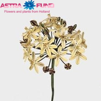 Triteleia 'Starlight' photo