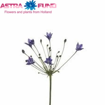 Triteleia 'Www' photo