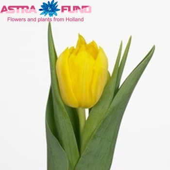 Tulipa   'Monte Carlo' photo