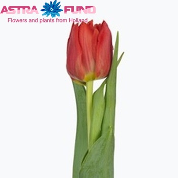 Tulipa  'Abba' fotó