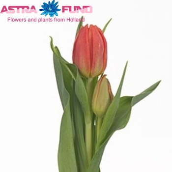 Tulipa  'Abba Orange' fotó