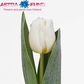 Tulipa  Antarctica fotó