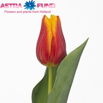 Tulipa  'Dimension' fotografie