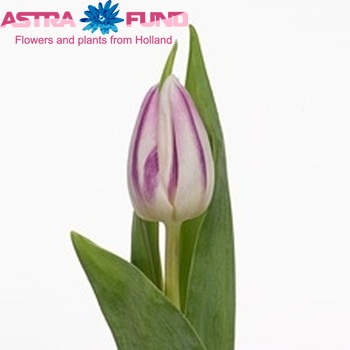 Tulipa  'Flaming Flag' fotografie
