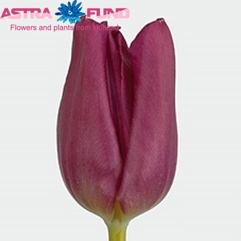 Tulipa  Passionale fotó