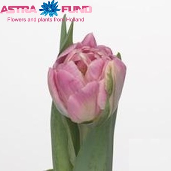 Tulipa  'Pink Prize' fotó