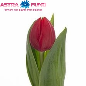 Tulipa  'Renegade' photo