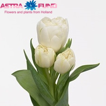 Tulipa  'Rialto' photo