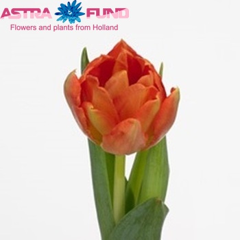 Tulipa  'Viking' foto