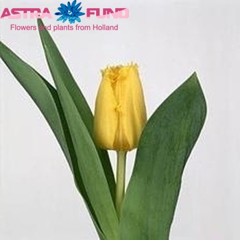 Tulipa  'Warbler' foto