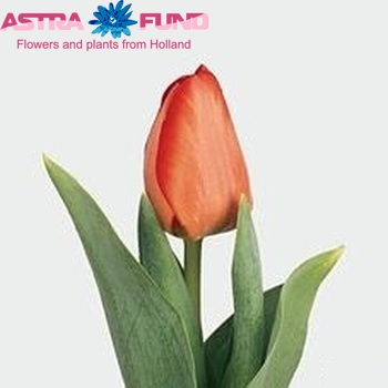 Tulipa 'Acapulco' fotó