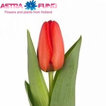 Tulipa Darwinhybride Grp enkel 'Lalibela' φωτογραφία