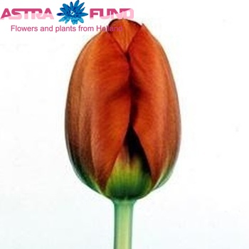 Tulipa Darwinhybride Grp enkel 'Lighting Sun' φωτογραφία