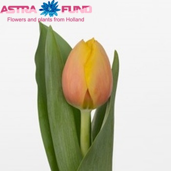 Tulipa Darwinhybride Grp enkel 'Marit' φωτογραφία