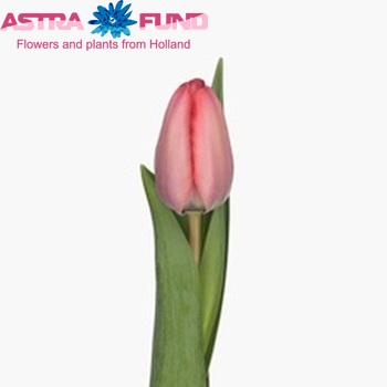 Tulipa Darwinhybride Grp enkel 'Niiagata' fotografie